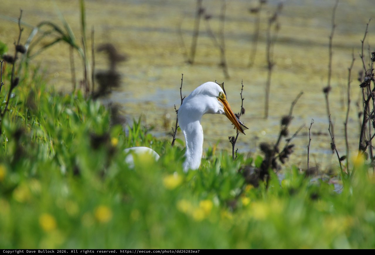 Great Egret Hunting in Yolo Wetlands Marsh