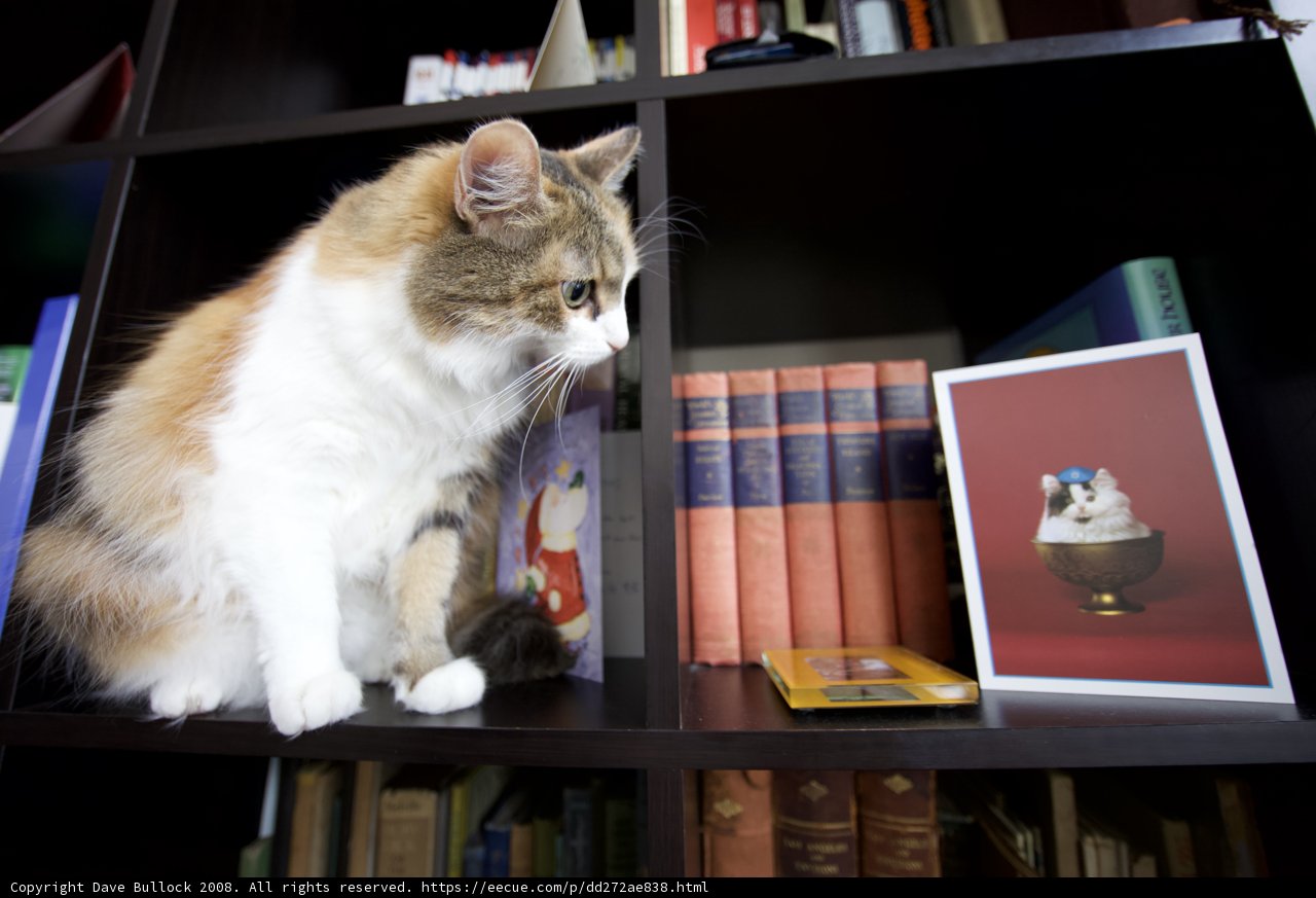 The Shelf-Sitting Feline