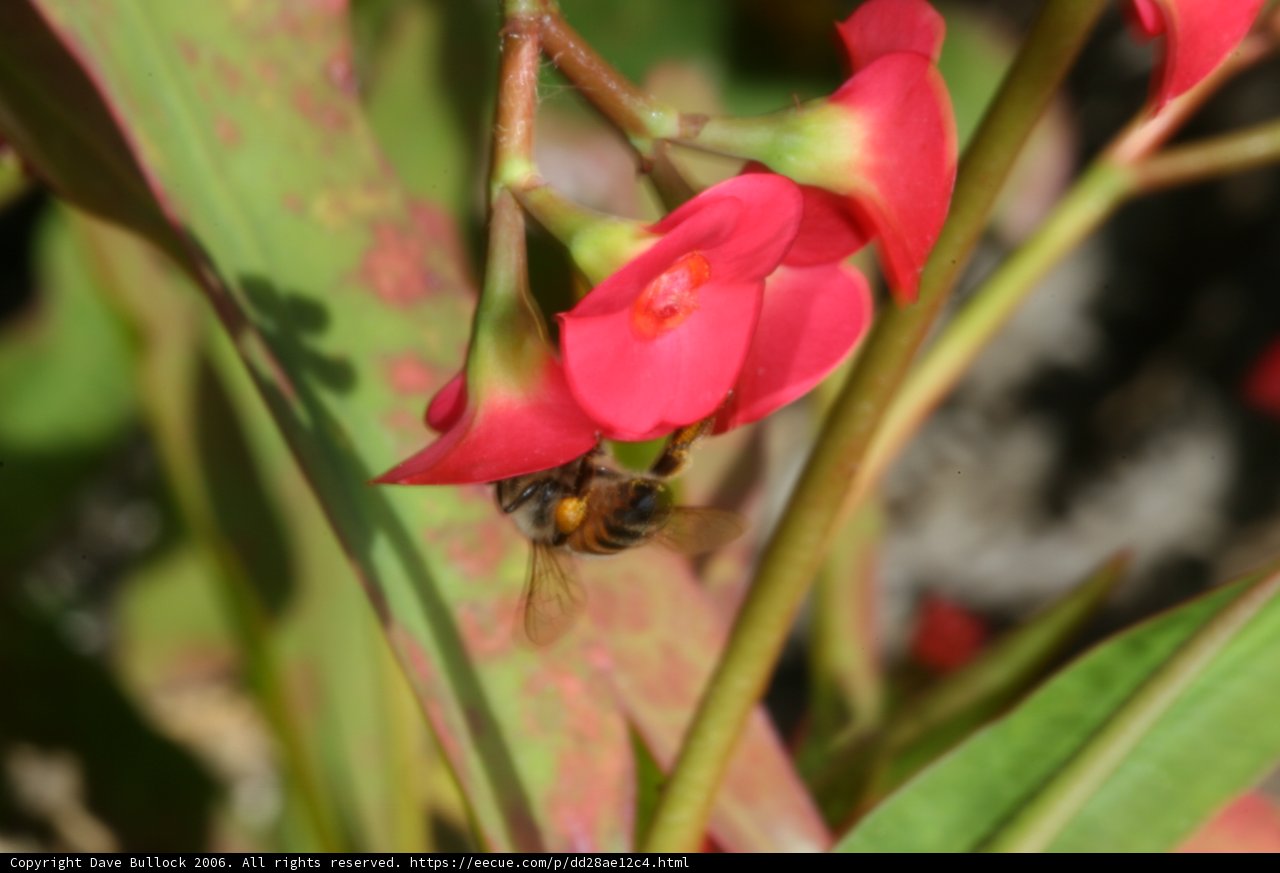 Bee Pollinating a Geranium Flower