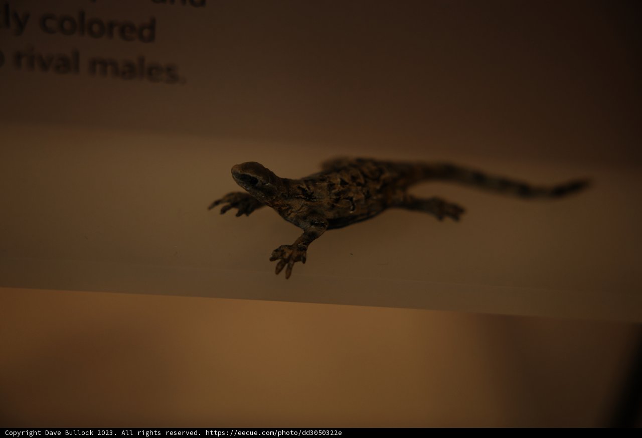 Intriguing Lizard Exhibit at the California Academy of Sciences
