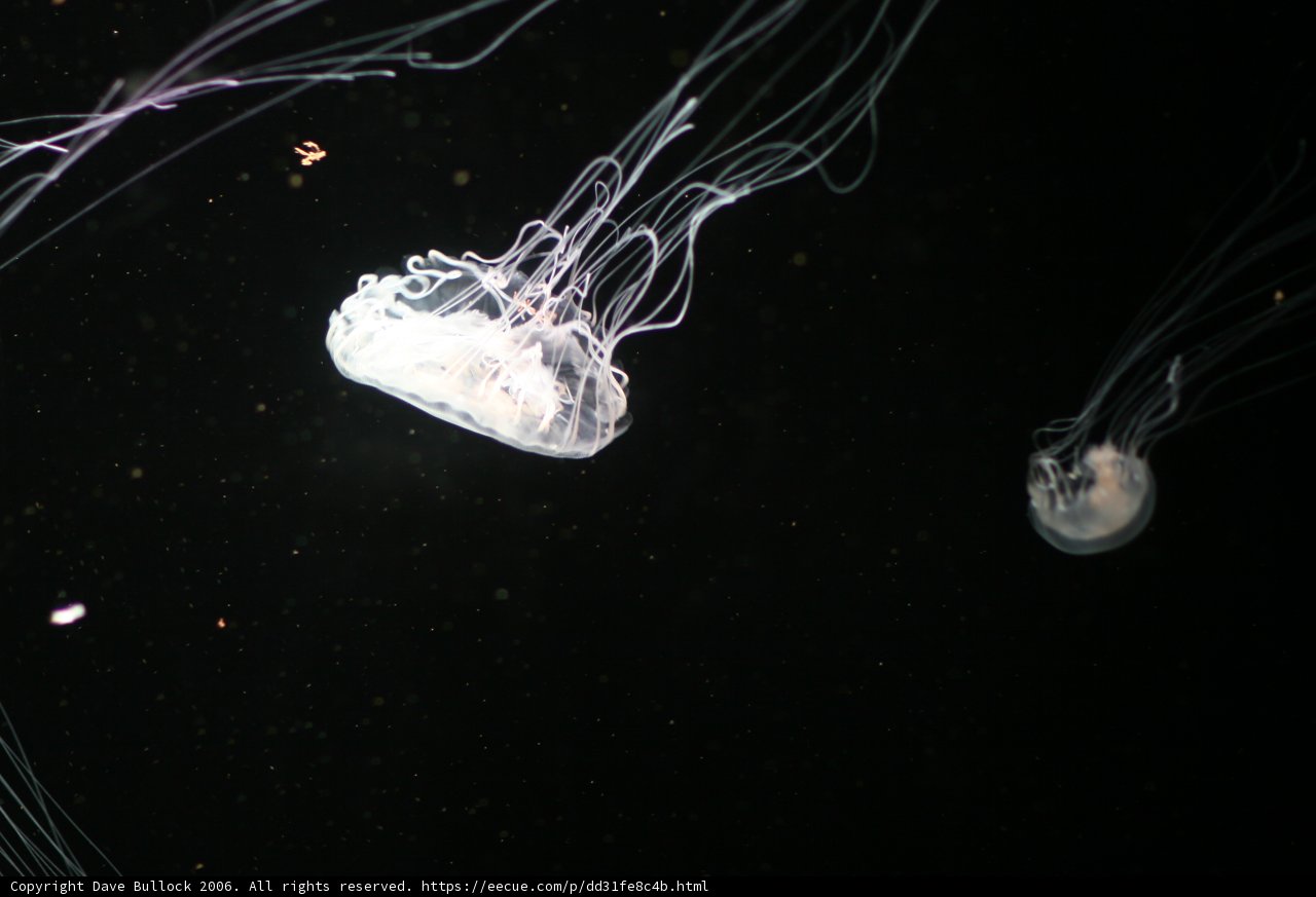 Glow in the Dark Jellies