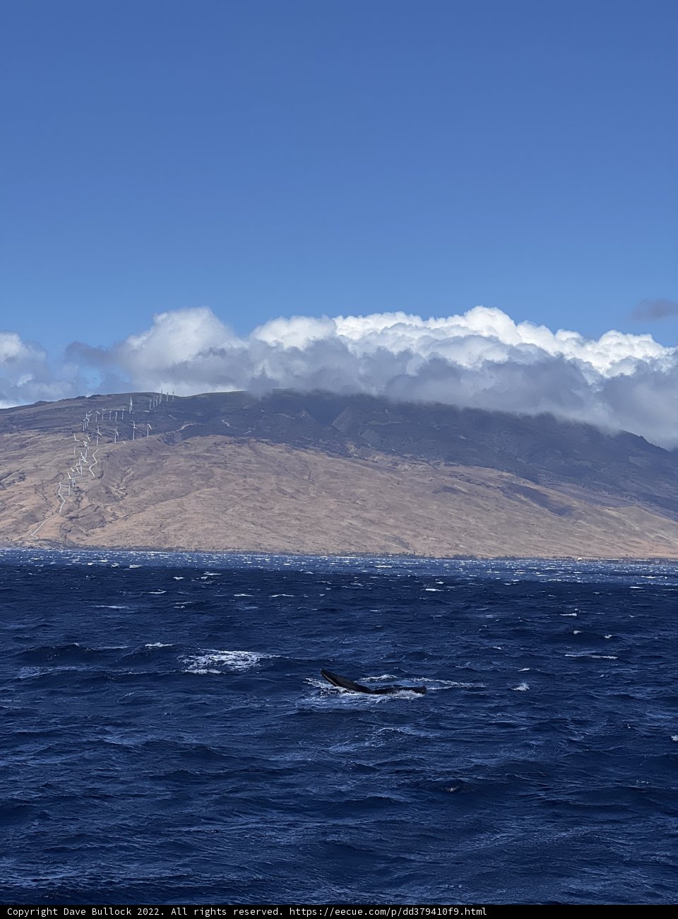 Majestic Humpback Whale in the Hawaiʻian Sea