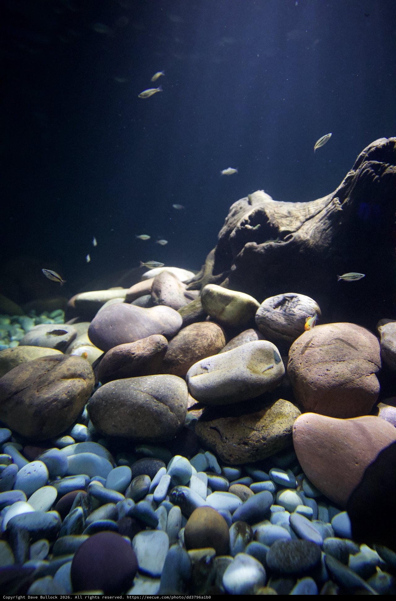 Underwater Rocky Landscape with Swimming Fish in Aquarium