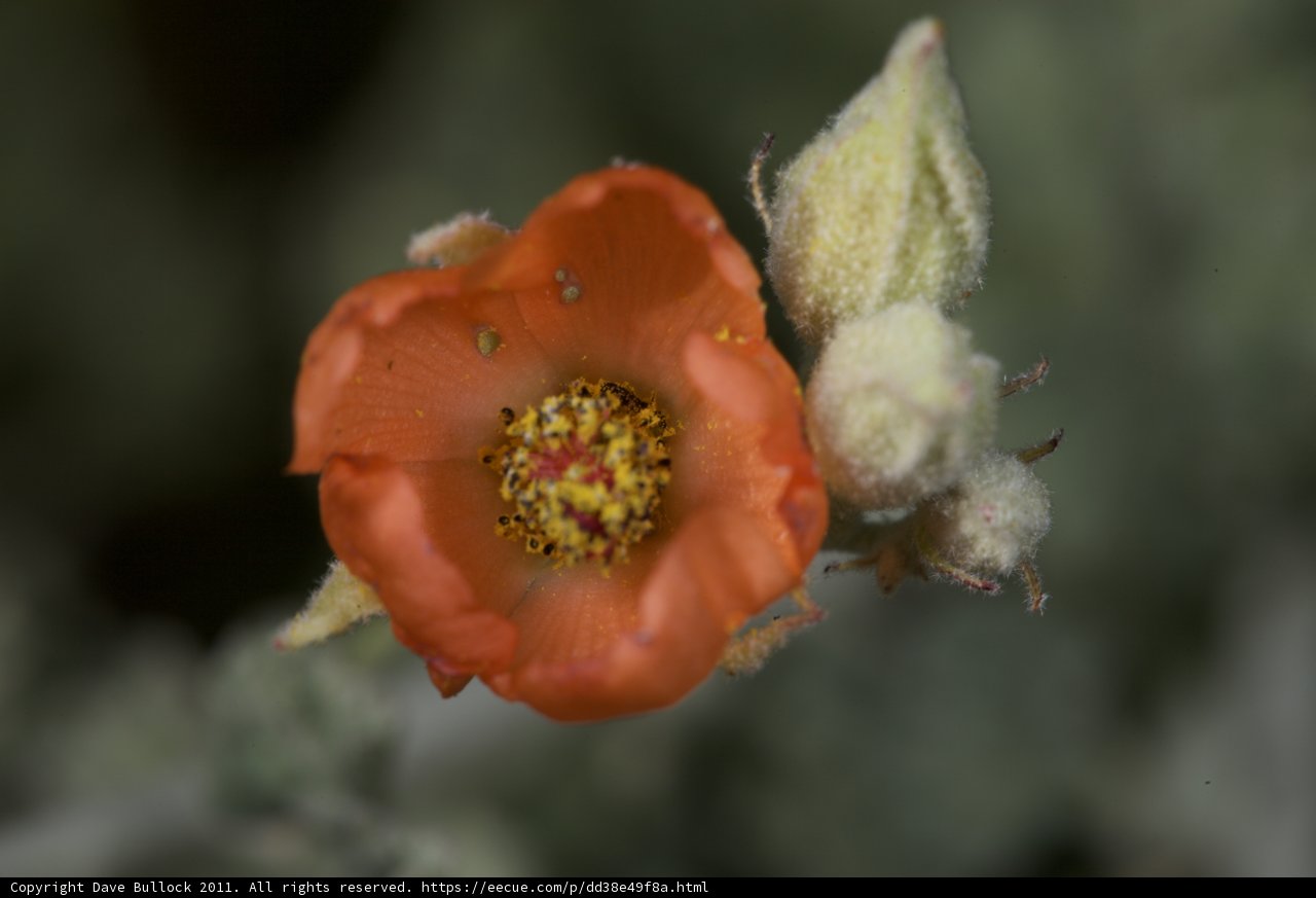 Vibrant Orange Flower Blossom