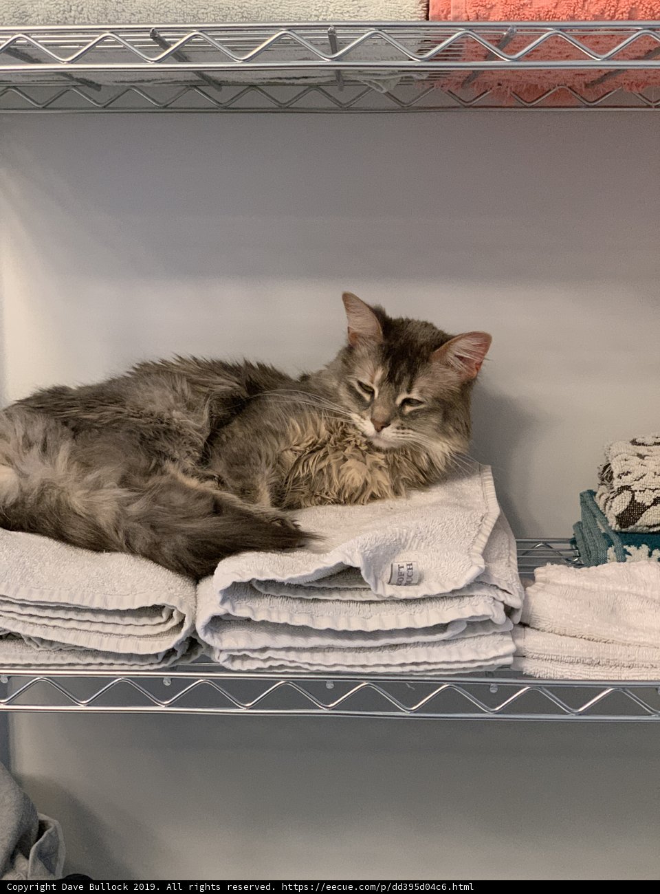 The Purrfect Spot