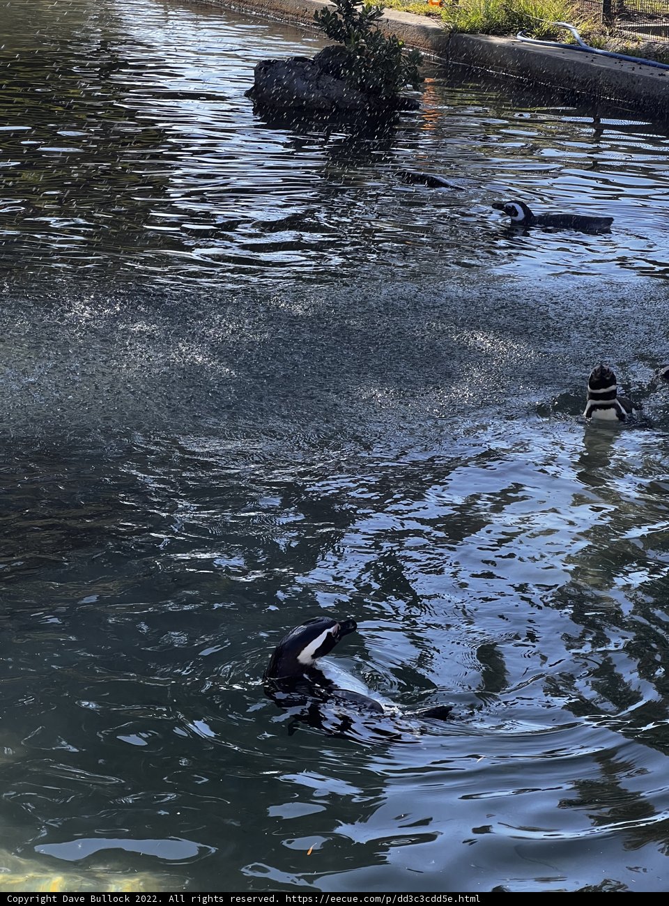 Penguins Take a Dip