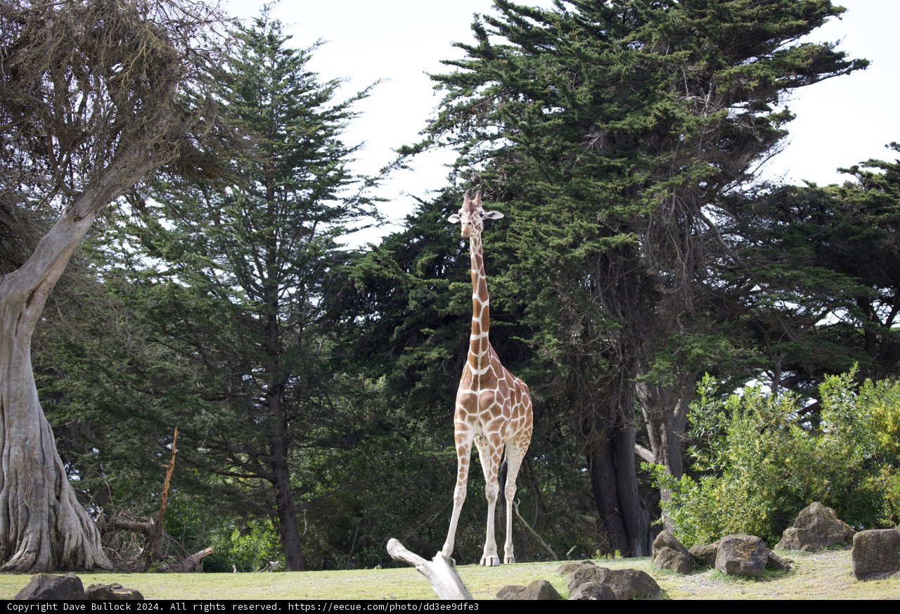 Gentle Giant in the Green