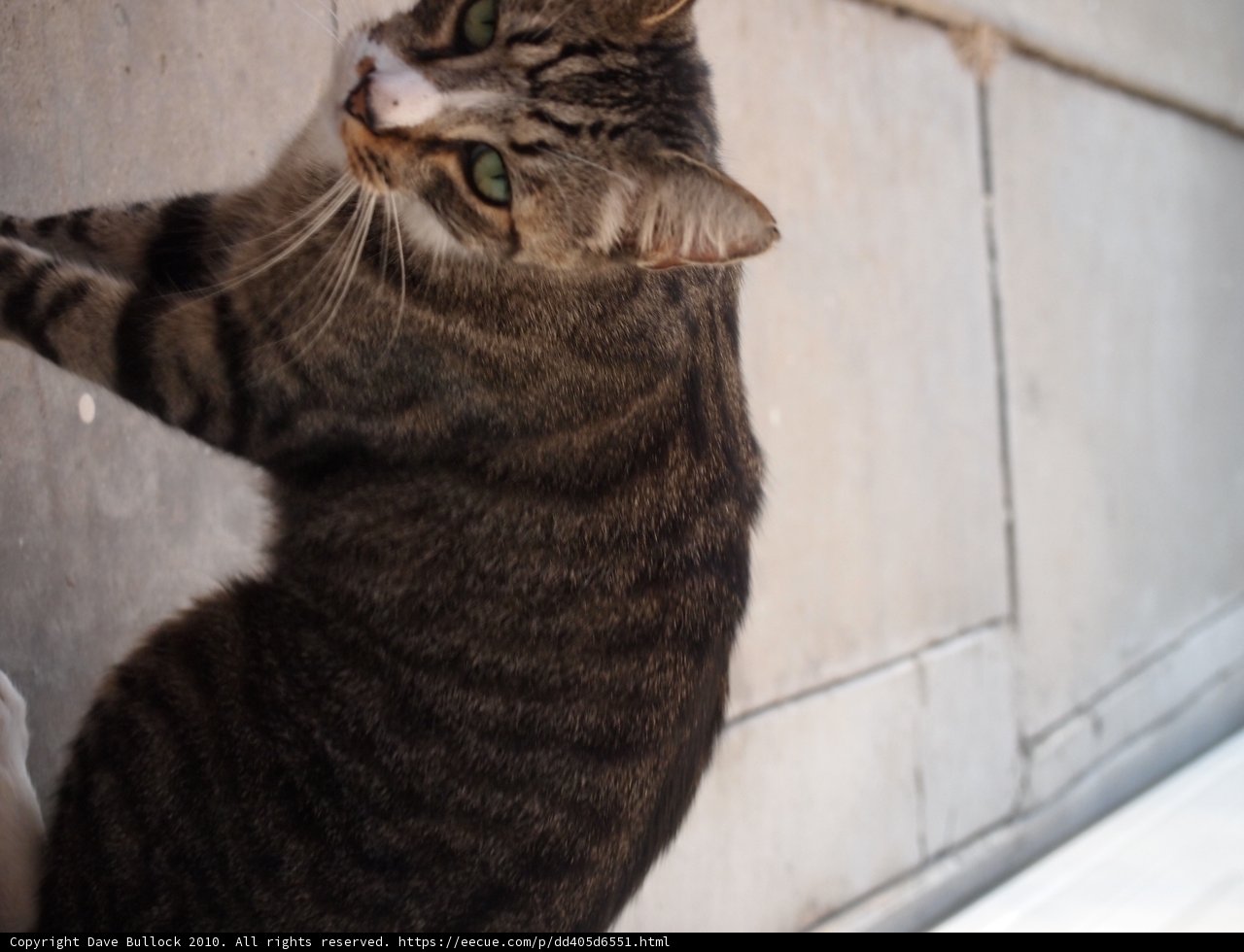 Ledge-Perching Manx Cat