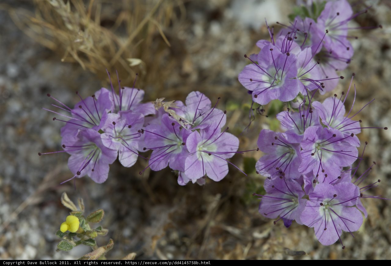 Desert Bloom
