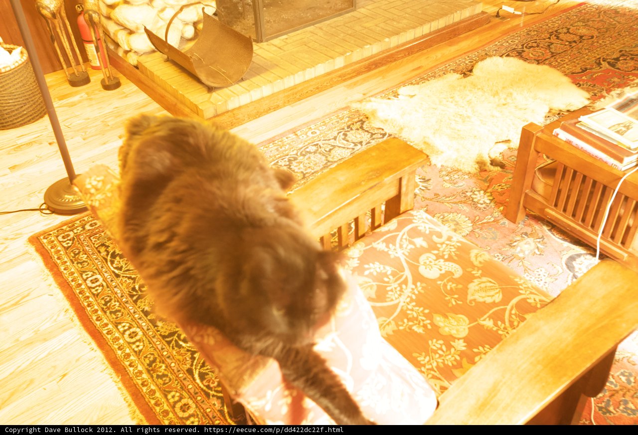 Regal Cat on Hardwood Chair