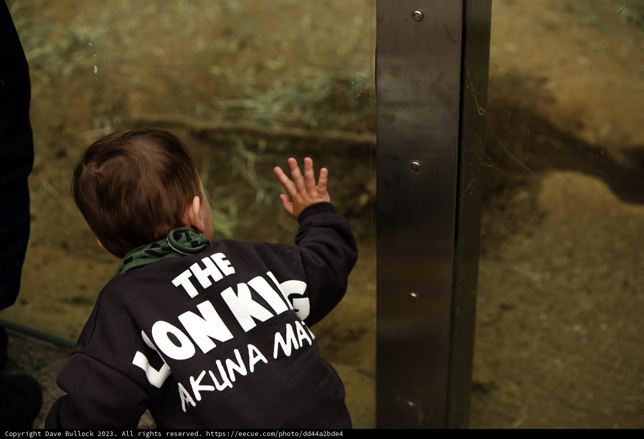 A Touch of Curiosity at the SF Zoo 2023
