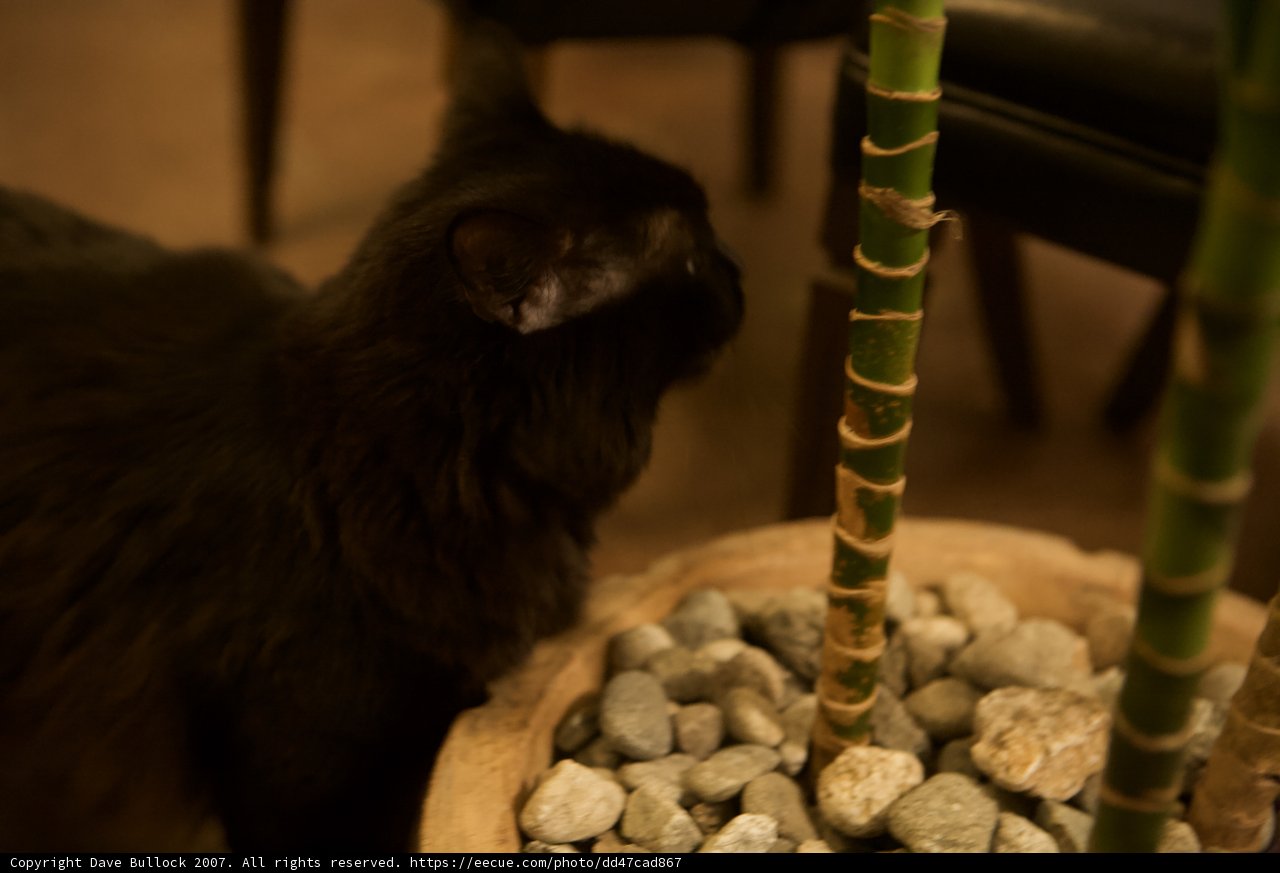 Nighttime Nature Watcher