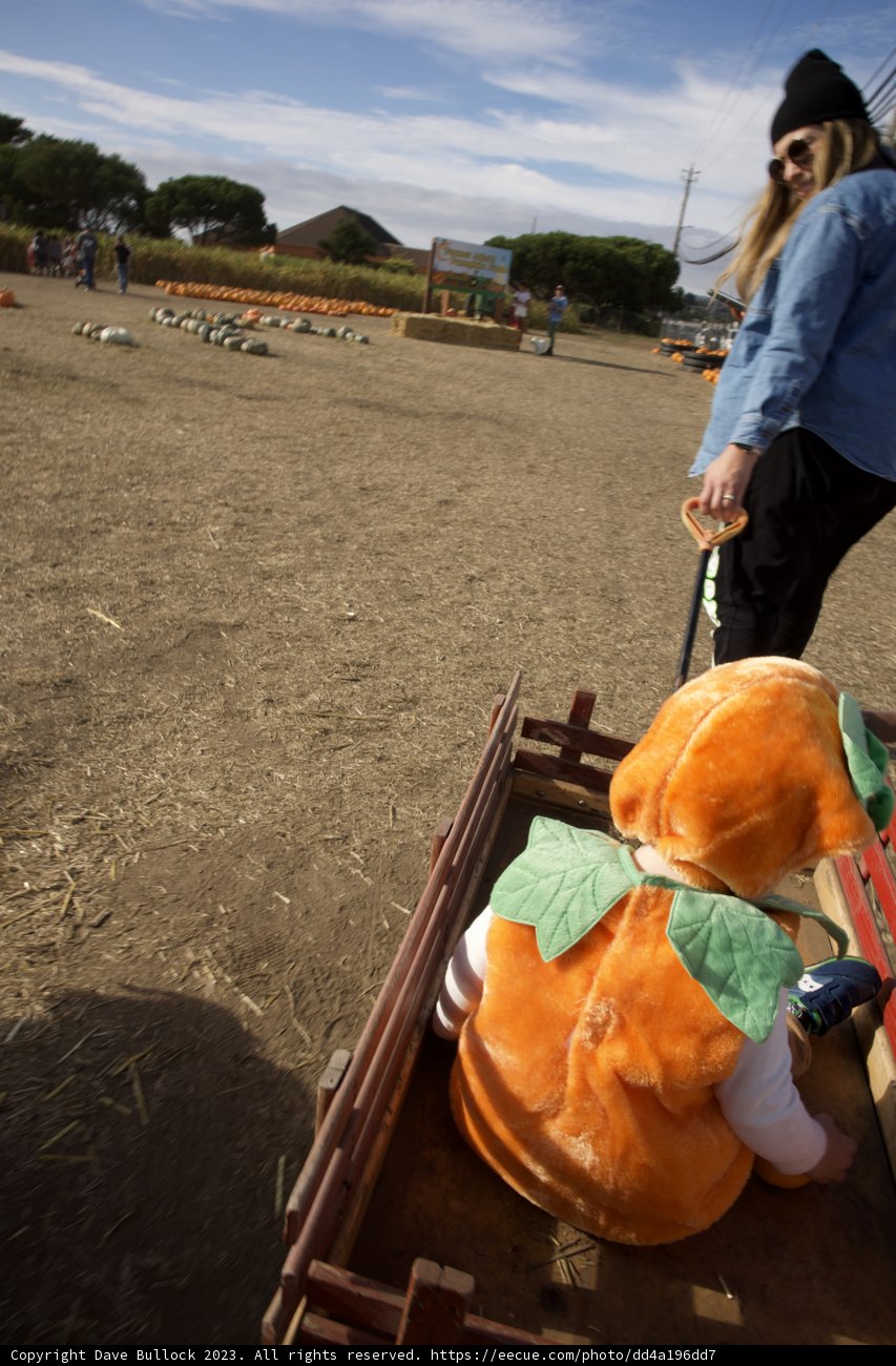 Teddy's Day Out at Halfmoon Bay Pumpkin Patch
