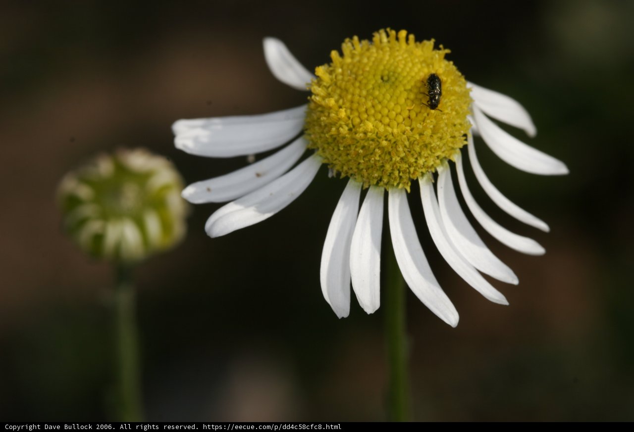 Bee and Daisy Delight