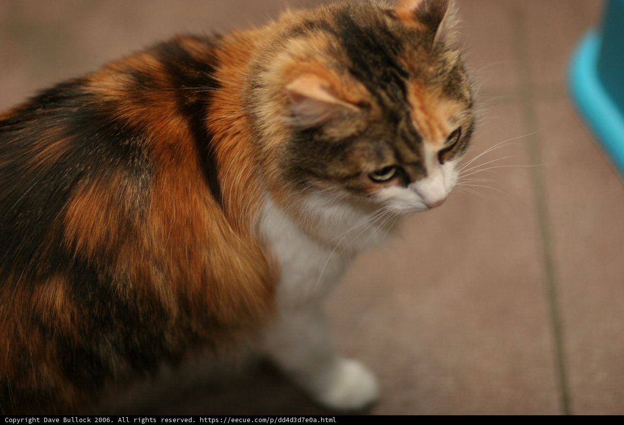Calico Cat on Tile Floor