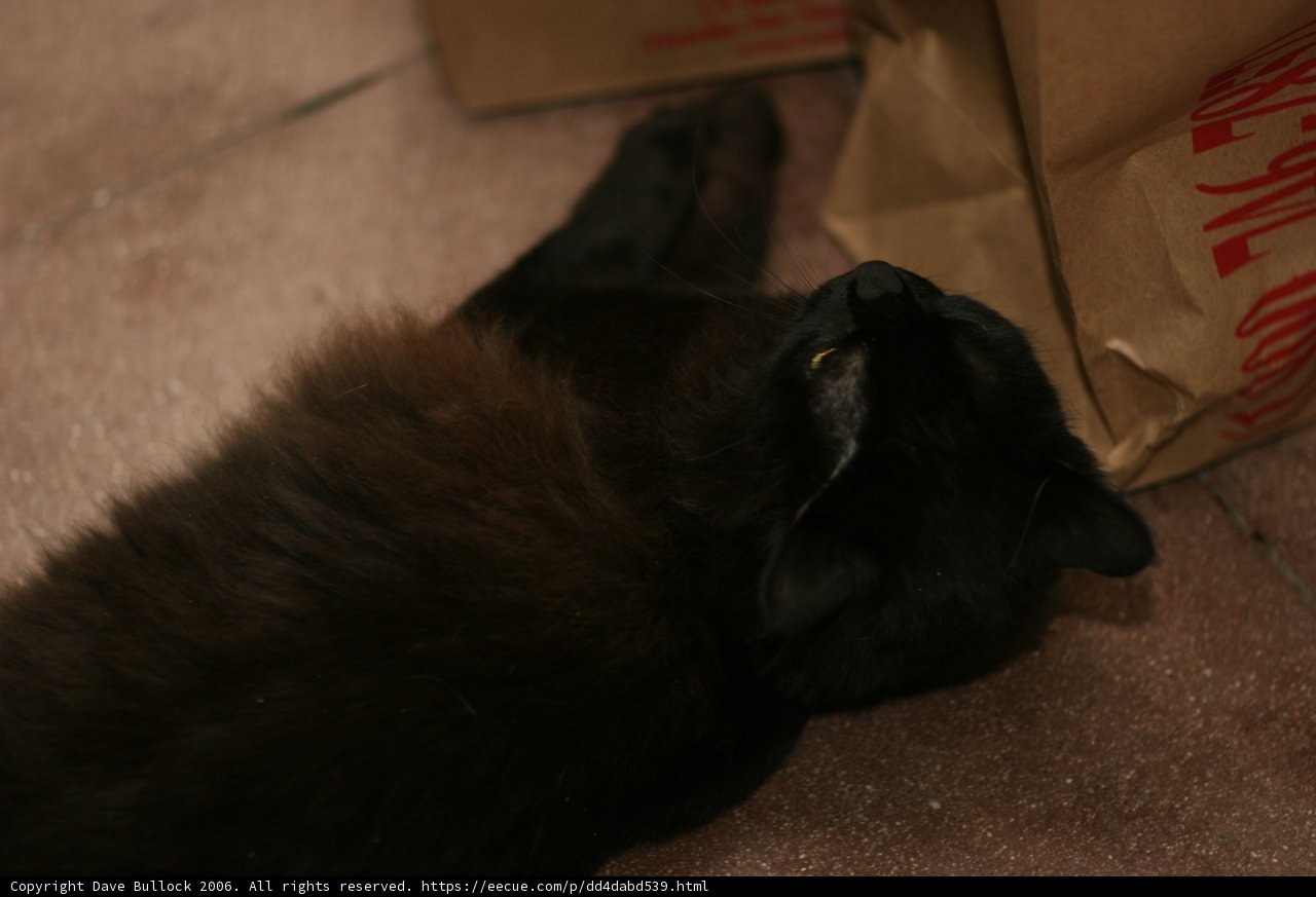 The Contented Cat