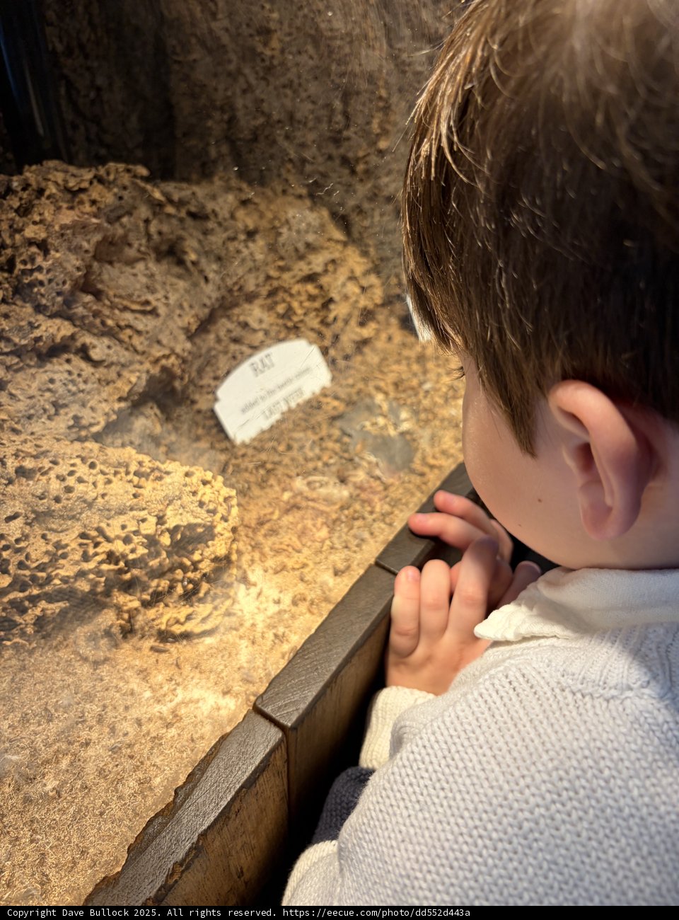 Wonders Behind Glass