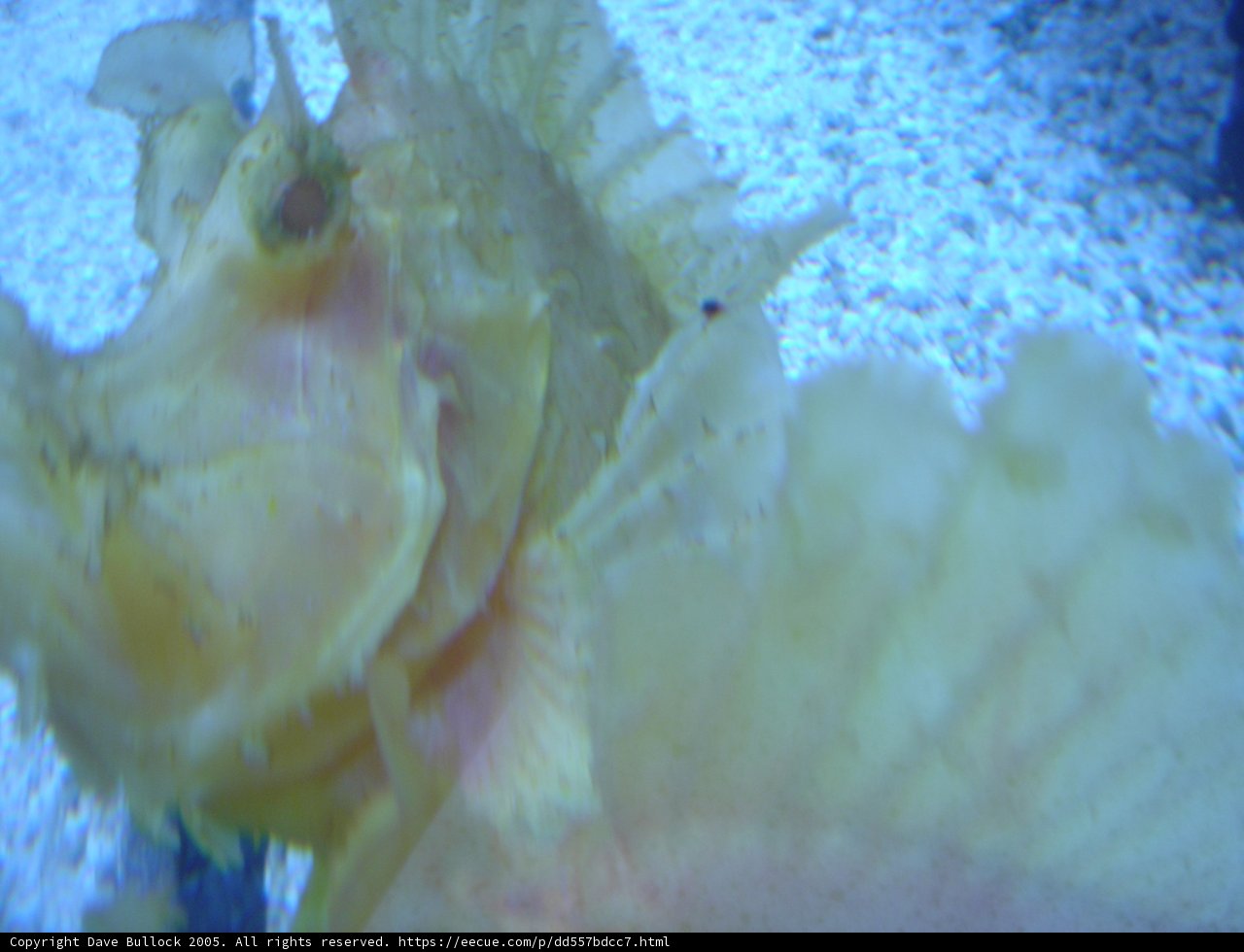 Gaping Fish Underwater