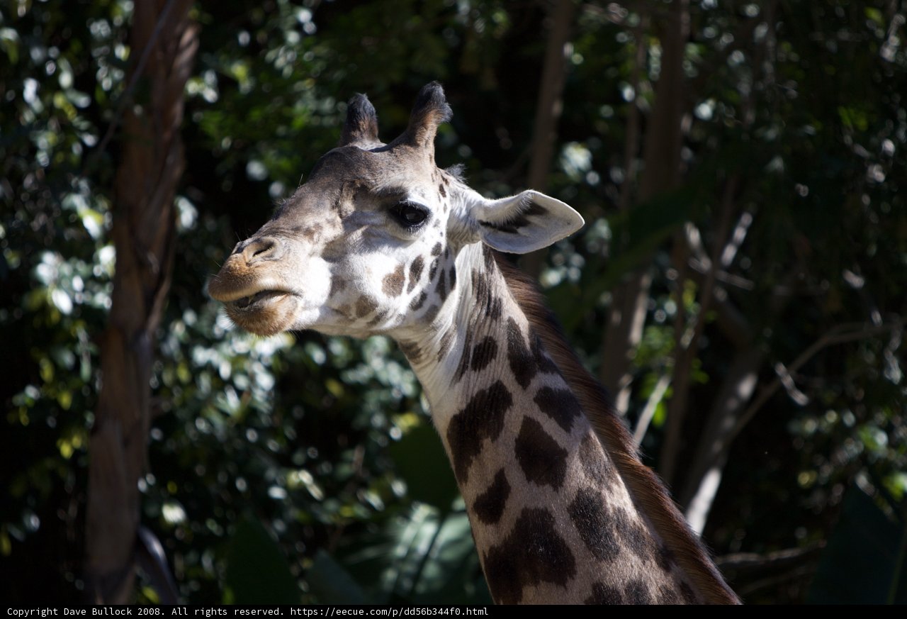 A Tale of Two Necks