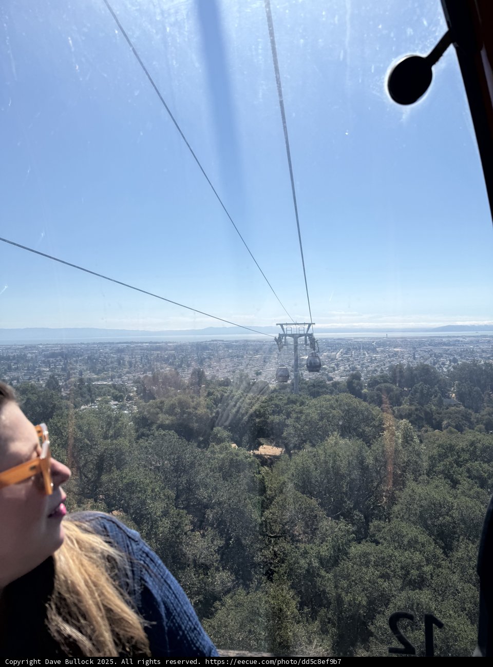 Soaring Above the Canopy