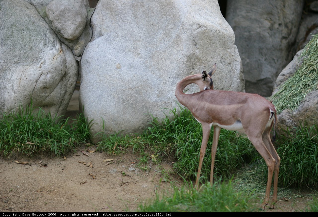 Majestic Impala Gazes at Rock Wall