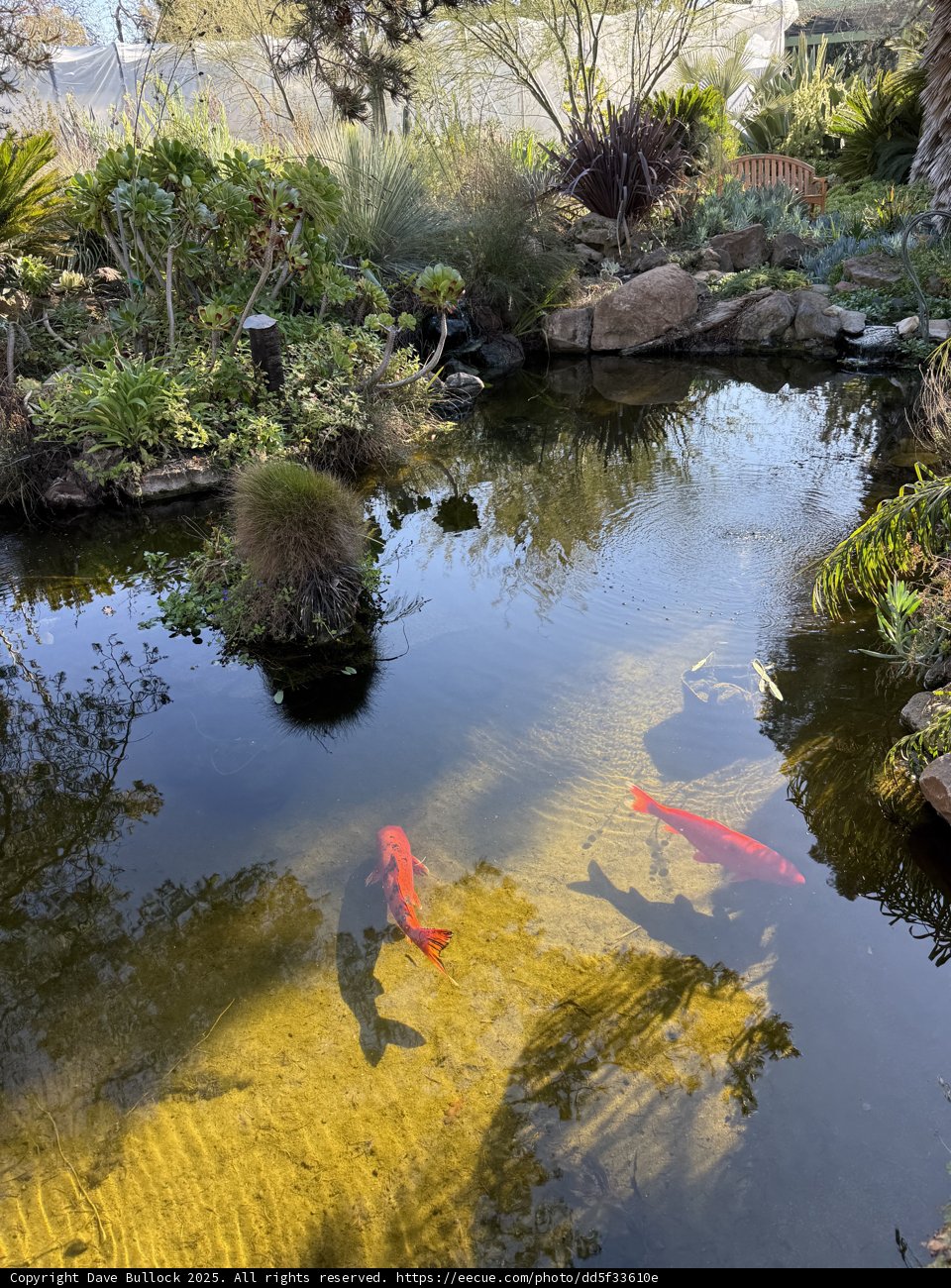 Serenity in the Garden Pond