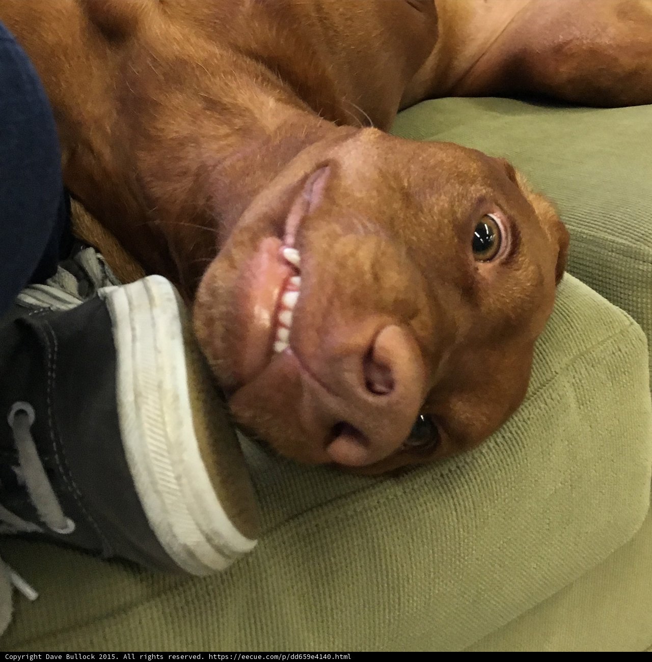 Cozy Canine Cuddles