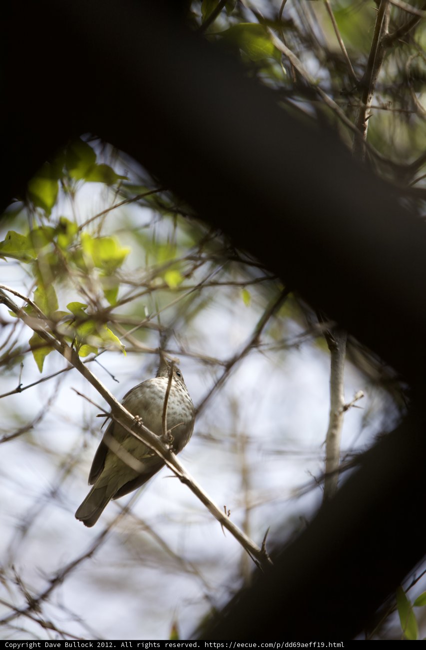 Perched Finch