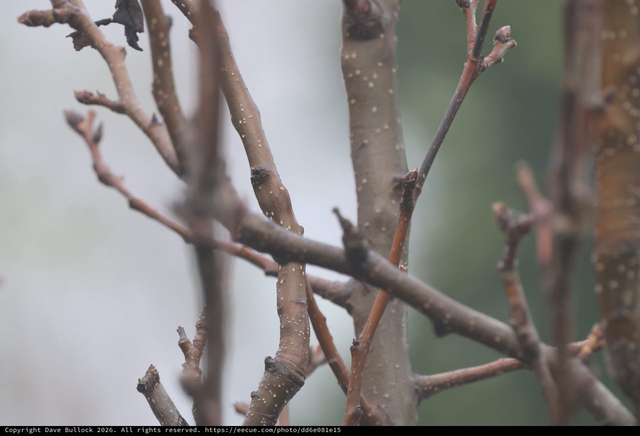 Bare Winter Branches with Water Droplets at Dusk