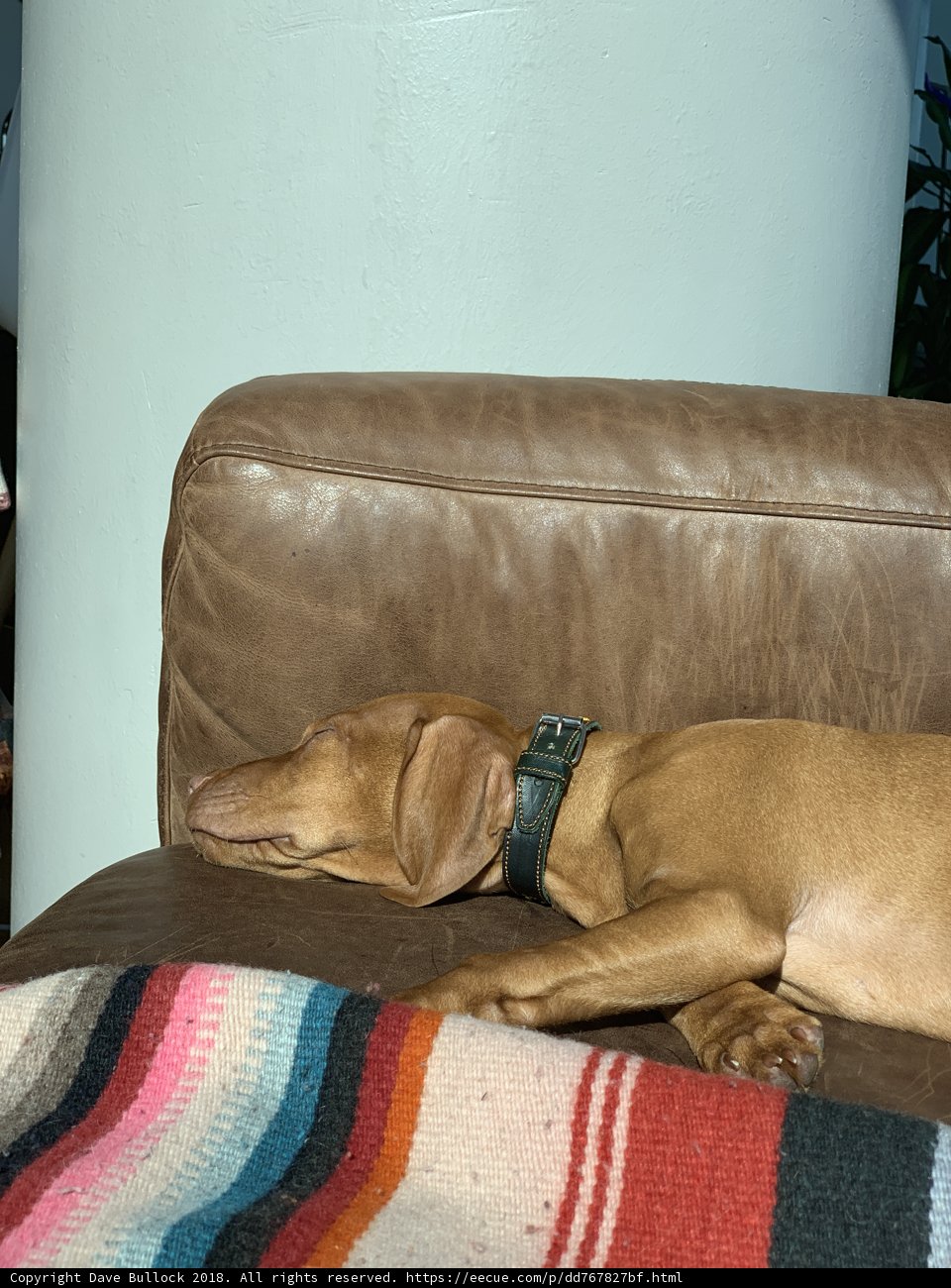 Comfy Canine on the Couch