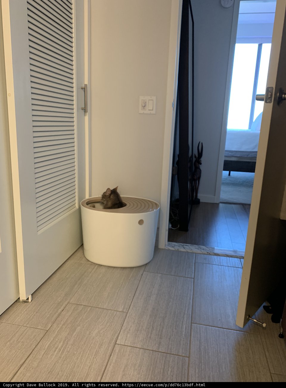 Cozy Cat Nap