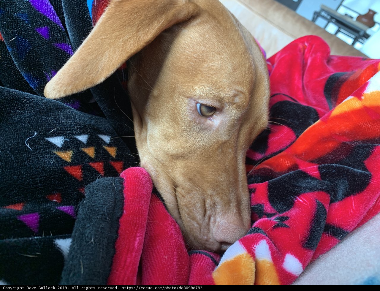 Cozy Canine Comfort