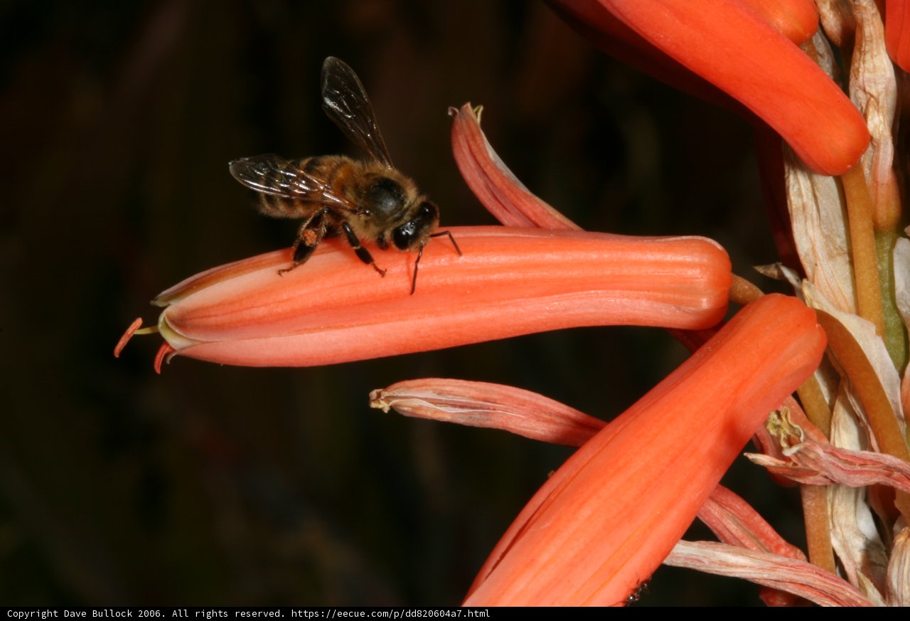Bee Buzzing on a Red Flower