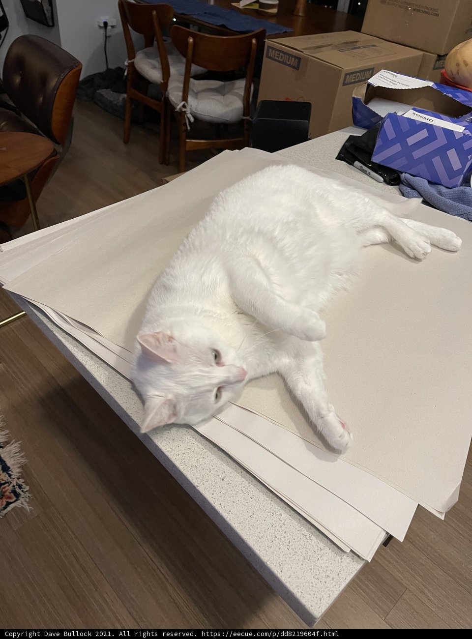 White Cat Takes a Nap on Stained Wood Table