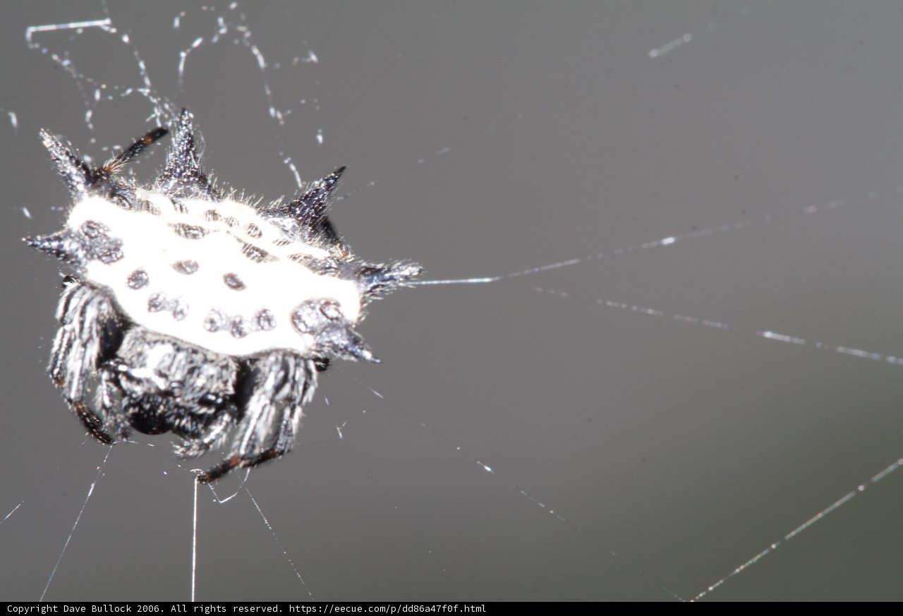 The Spotted Garden Spider