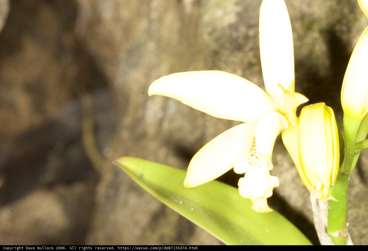 A Splash of Yellow