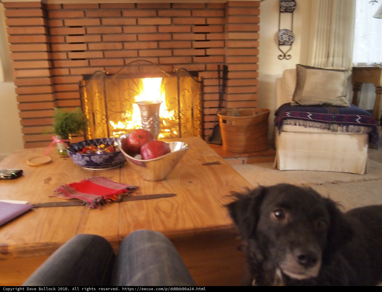 Furry Friend on the Table