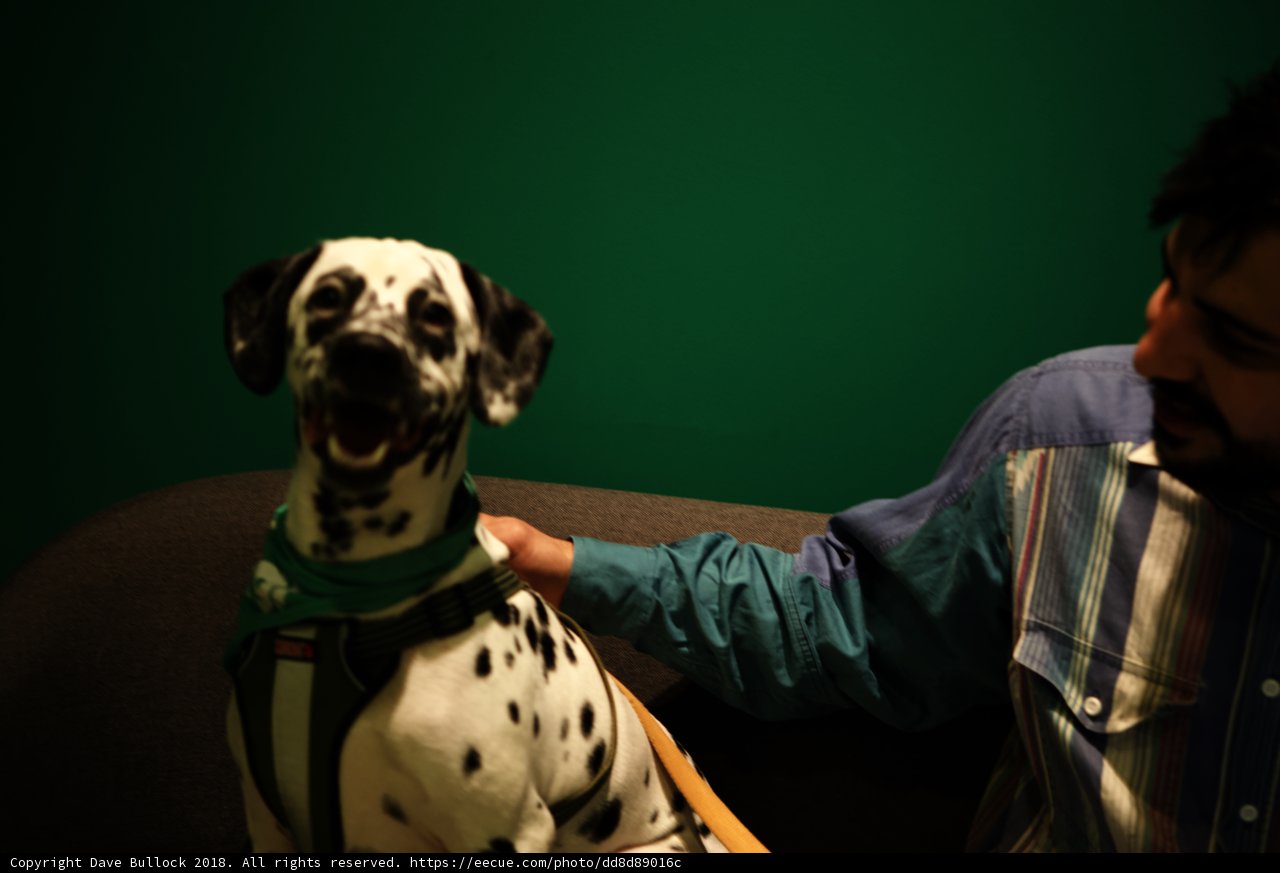 Man and His Dalmatian