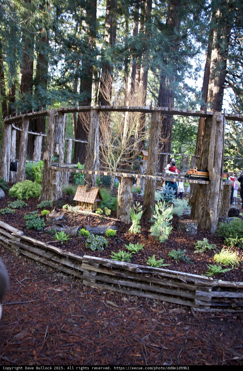 Enchanted Woodland Encounter