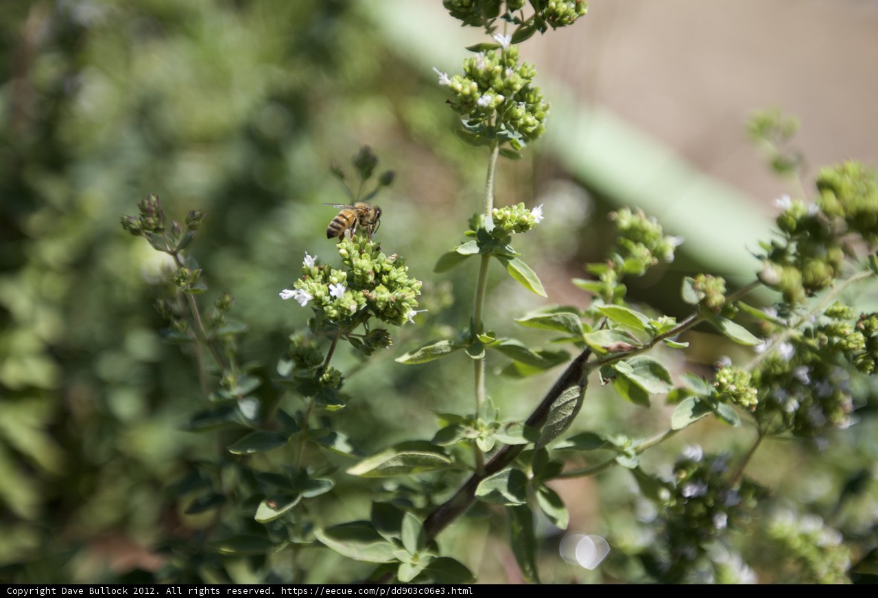 Busy Bee on Green Foliage