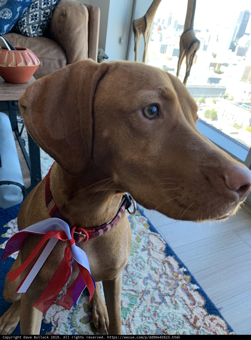 Patriotic Pooch