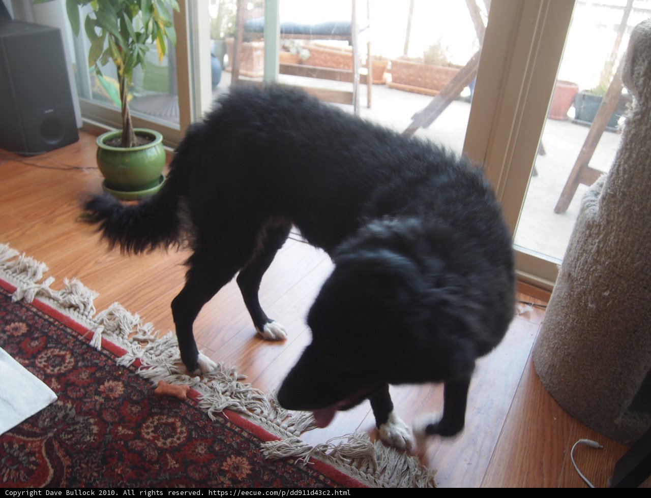 Home Decor: A Dog's Perspective