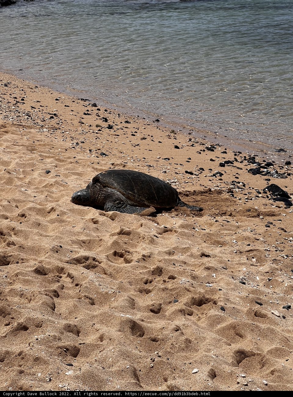 Basking in the Sun: Turtle at Kuʻau Cove