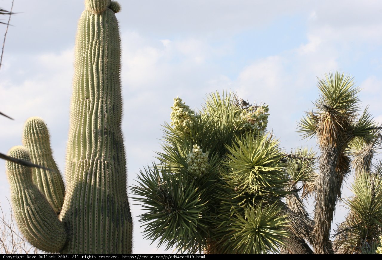 Desert Beauty