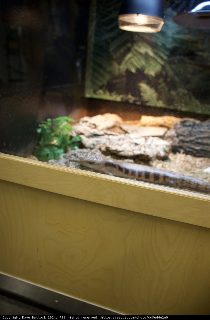 Reptilian Realm at Lawrence Hall of Science