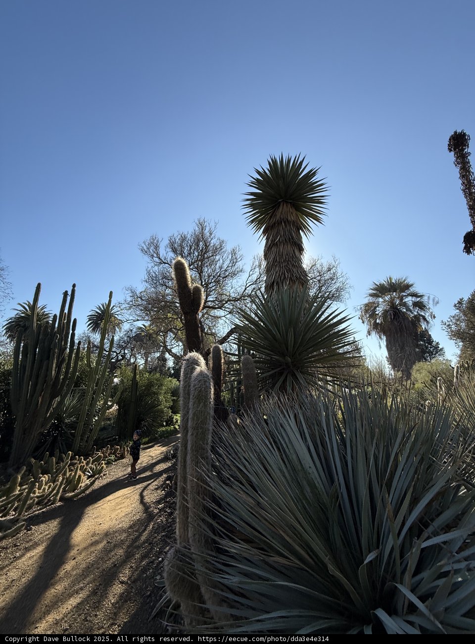 Desert Serenity
