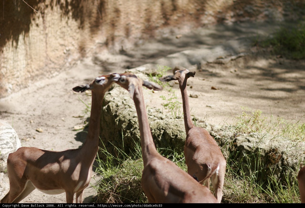 Grazing Gazelles
