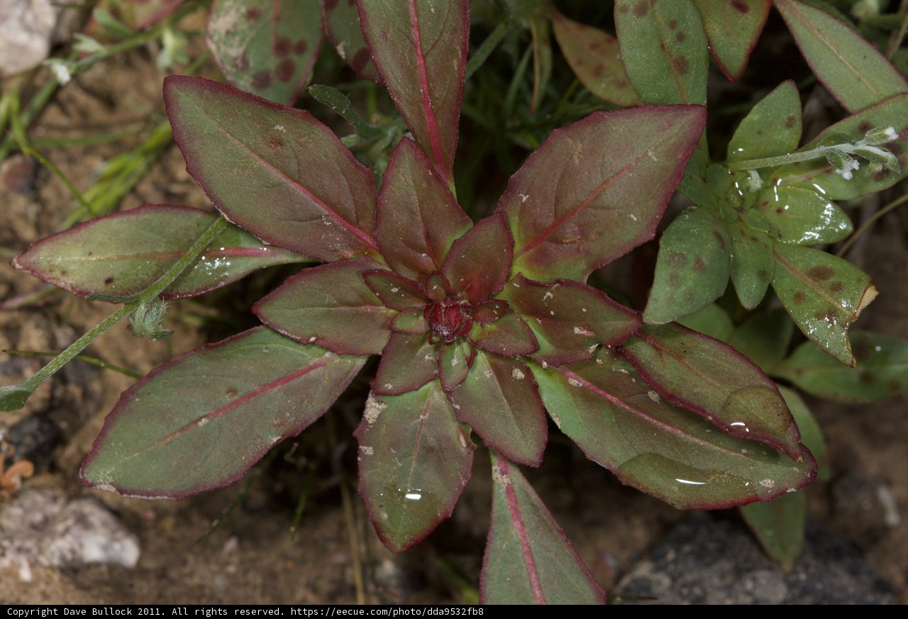 Vibrant Amaranthaceae Foliage