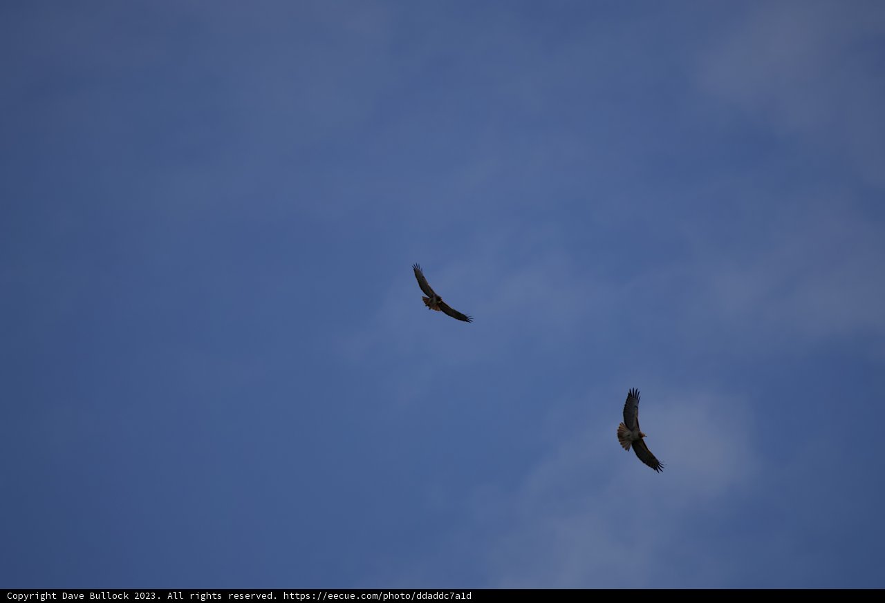 Majestic Dance in the Sky