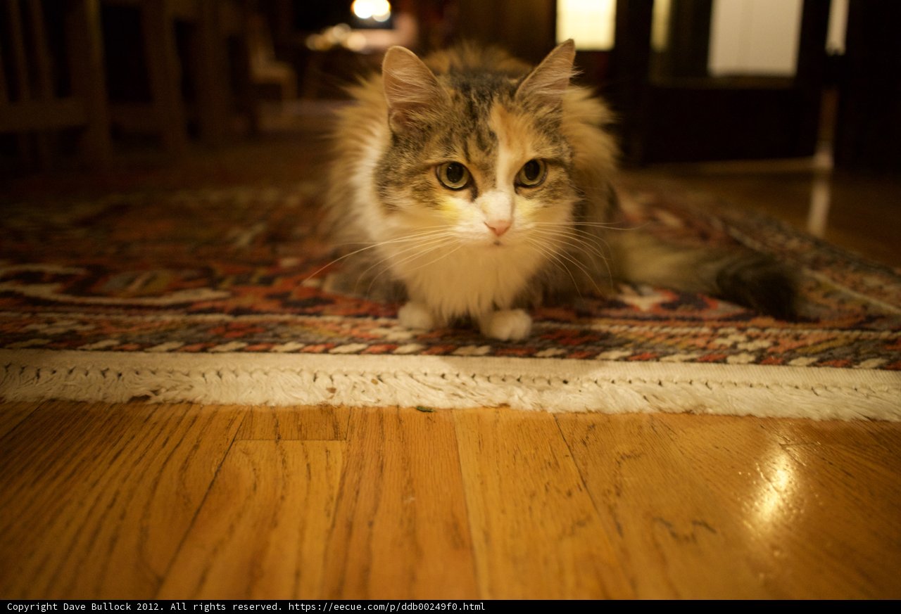 Purrfectly Content